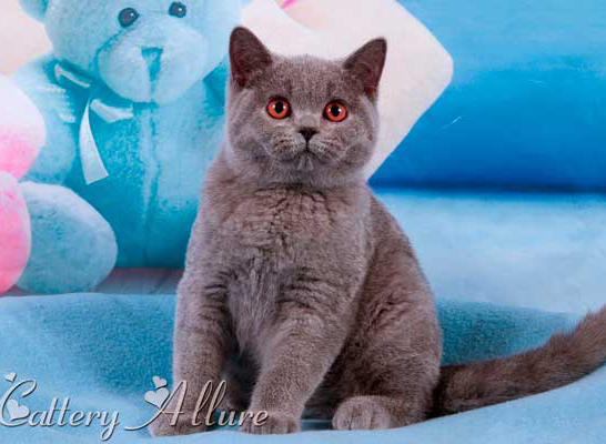 british blue kitten