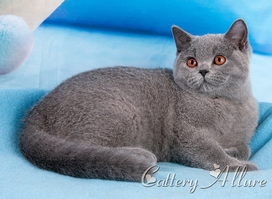 british blue kitten 