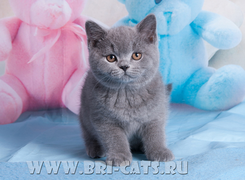 british blue kitten