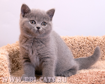 british blue kitten