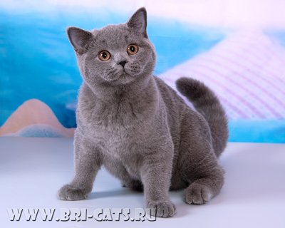 british blue kitten 