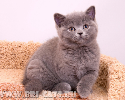 british blue kitten