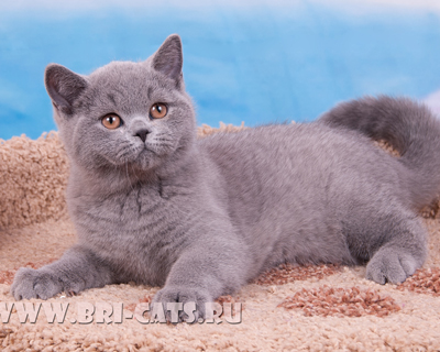 british blue kitten