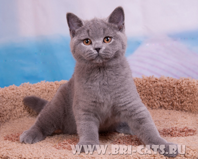 british blue kitten 