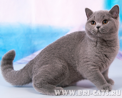 british blue kitten 