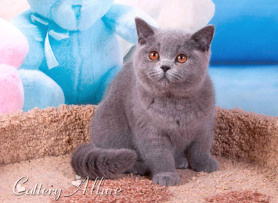 british blue kitten