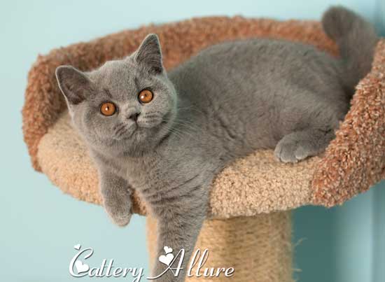 british shorthair