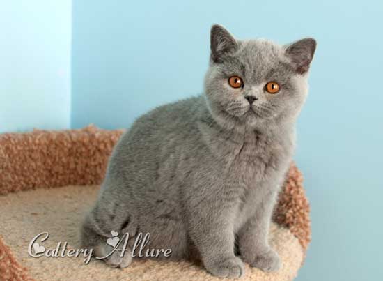 british blue kitten