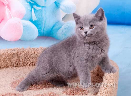 british blue kitten