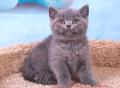 british blue kitten 