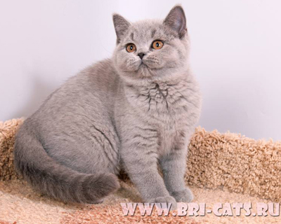 british blue kitten 