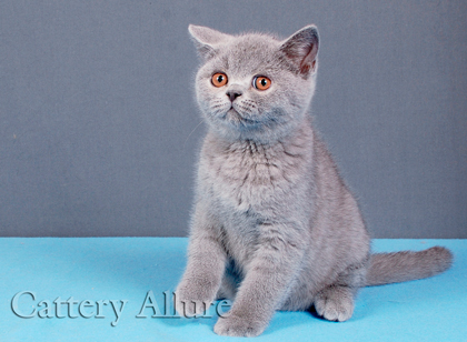 british blue kitten