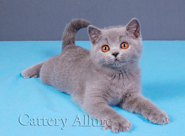 british blue kitten