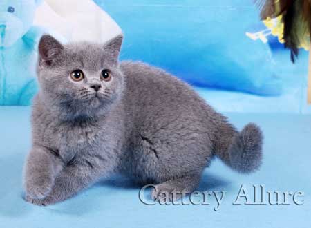 british blue kitten
