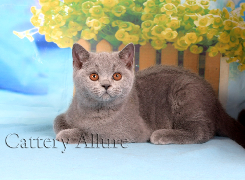 british blue kitten