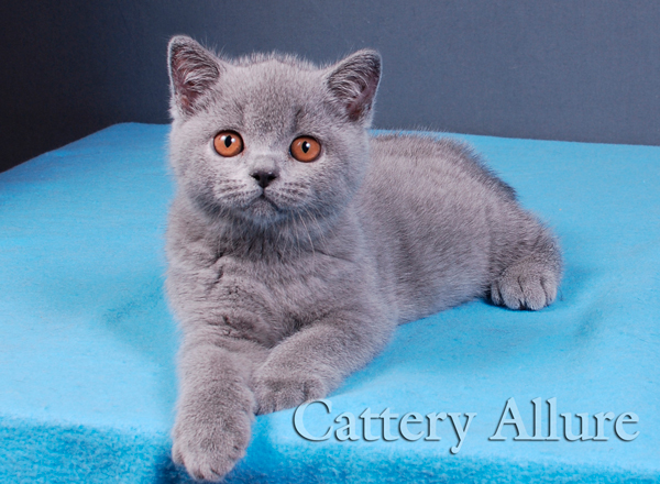 british blue kitten Allure's Tudor Duke