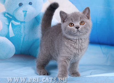 british blue kitten 