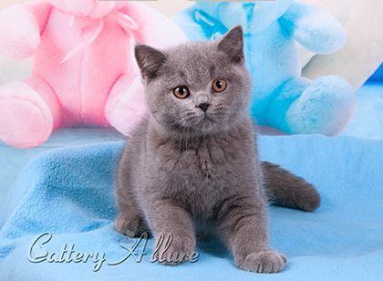 british blue kitten