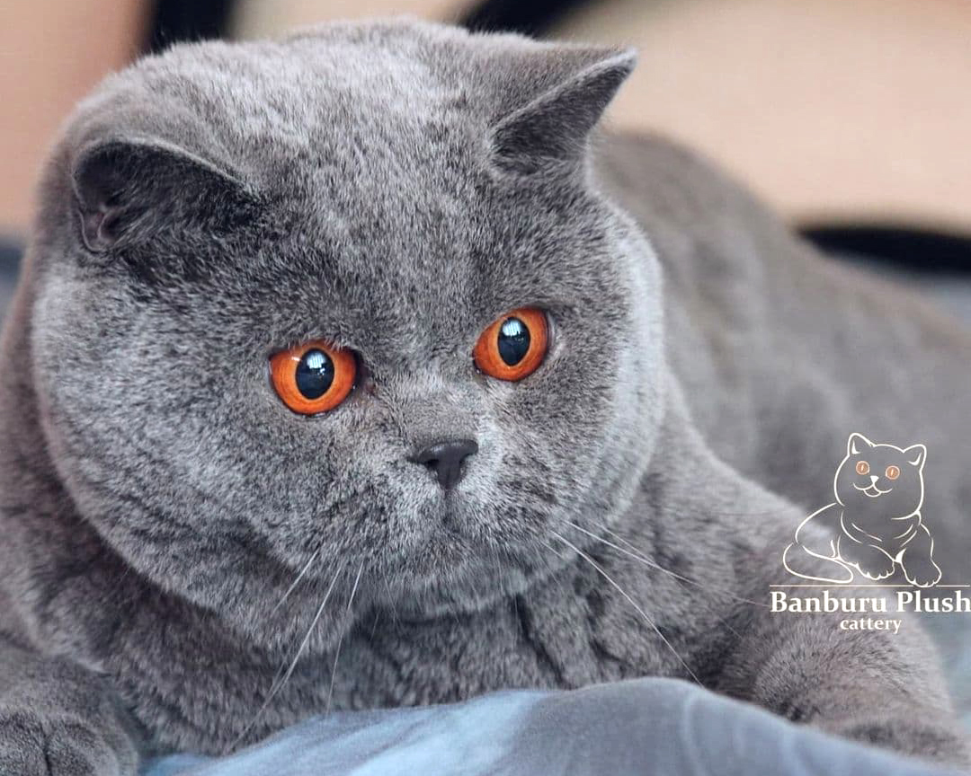  British shorthair blue girl