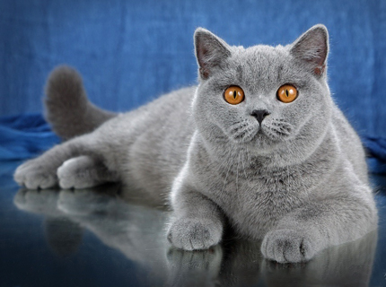 British shorthair blue kitten 