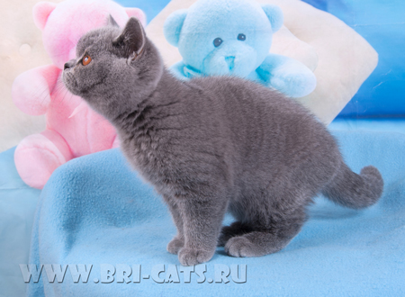 british blue kitten