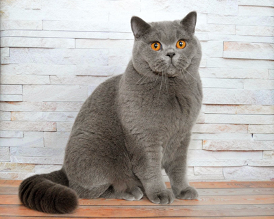 British shorthair blue