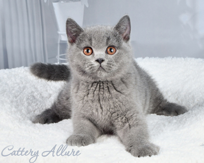 British shorthair blue kitten