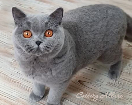  British shorthair blue girl