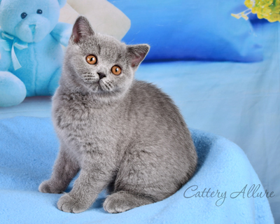 British shorthair blue kitten 