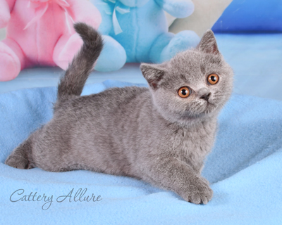 British shorthair blue kitten 