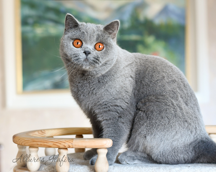 British shorthair blue kitten 