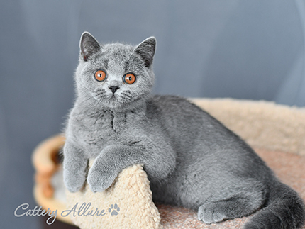 British shorthair blue kitten 