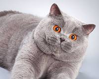 british shorthair Harley 