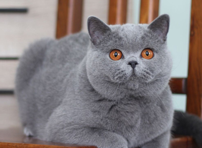 British shorthair blue female Allure's Hannah Montana 