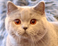 British shorthair male 