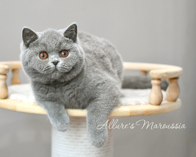 british shorthair