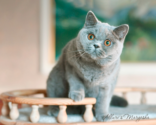 british shorthair