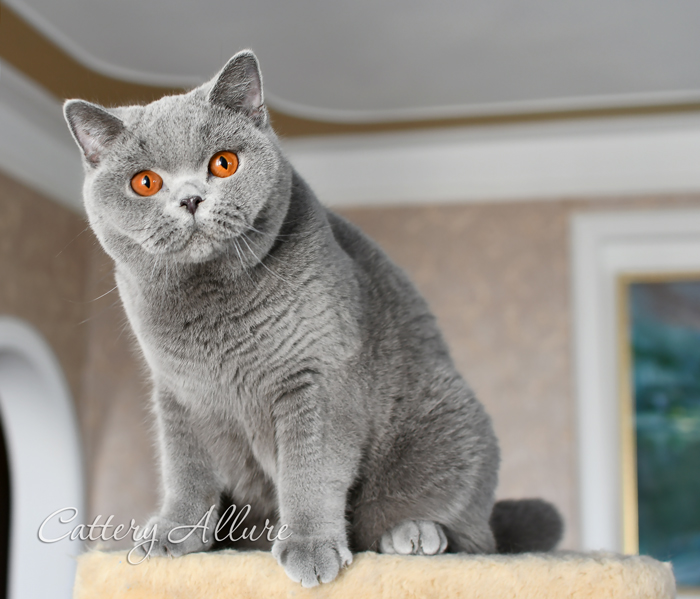  British shorthair blue girl