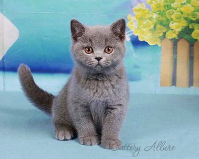 British shorthair blue kitten 