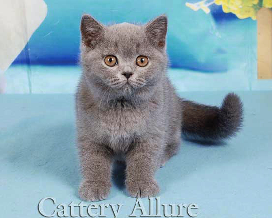 British shorthair blue kitten 