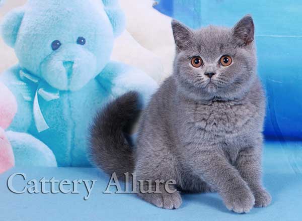 british blue kitten cattery Allure