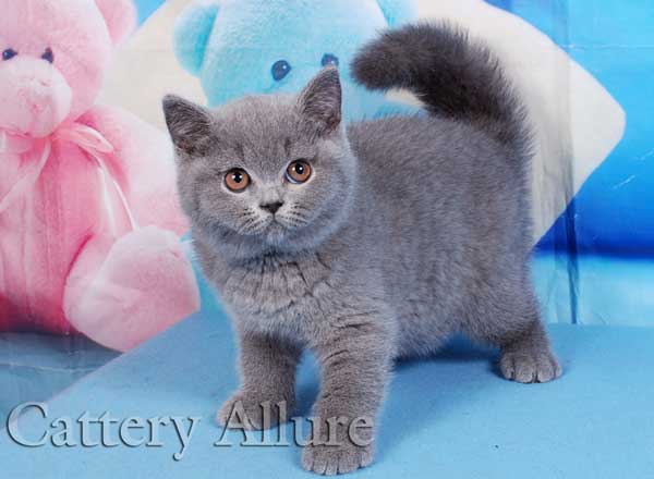 british blue kitten