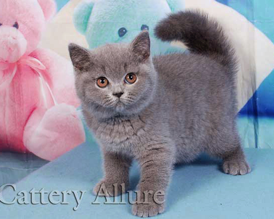 British shorthair blue kitten