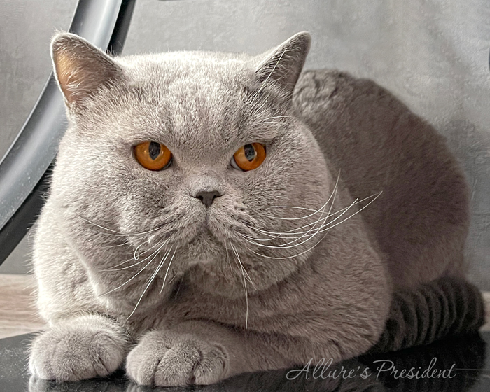  British shorthair blue boy