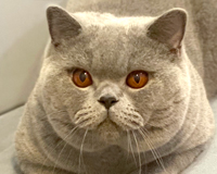 British shorthair male 