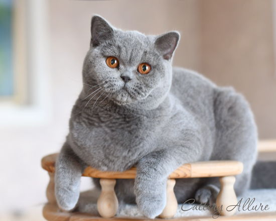 British blue kitten 