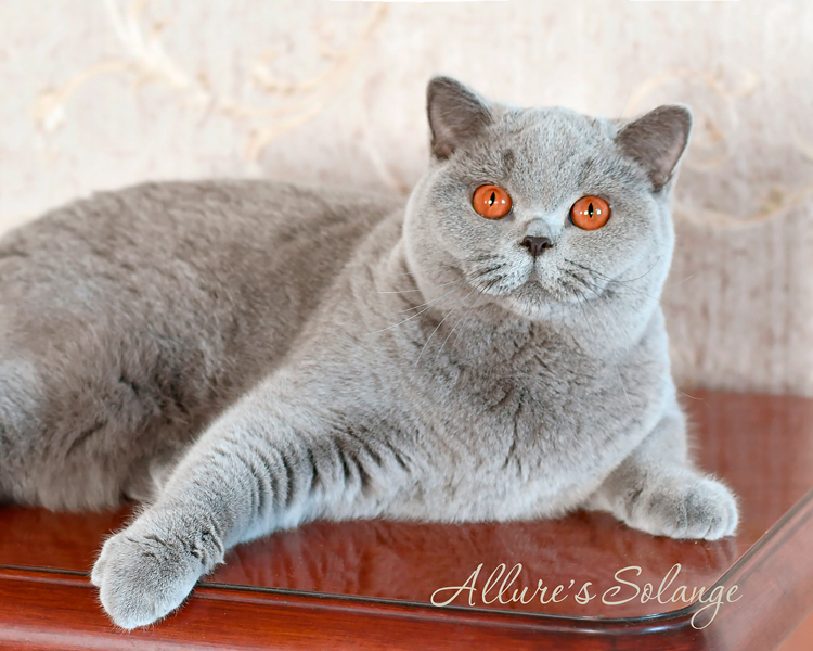 British shorthair blue kitten 