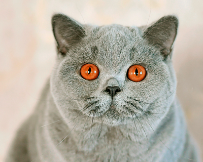 British shorthair Allure's Solange