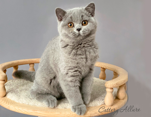 British shorthair blue kitten 