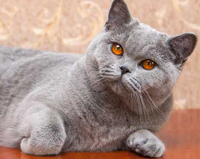 Британская голубая кошка Ефросинья